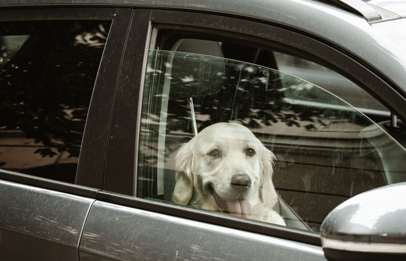 Dog sitting on a car seat, the everyday source of pet hair embedded in upholstery