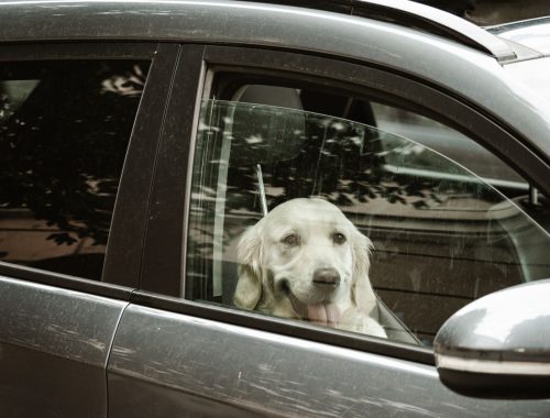 Dog sitting on a car seat, the everyday source of pet hair embedded in upholstery