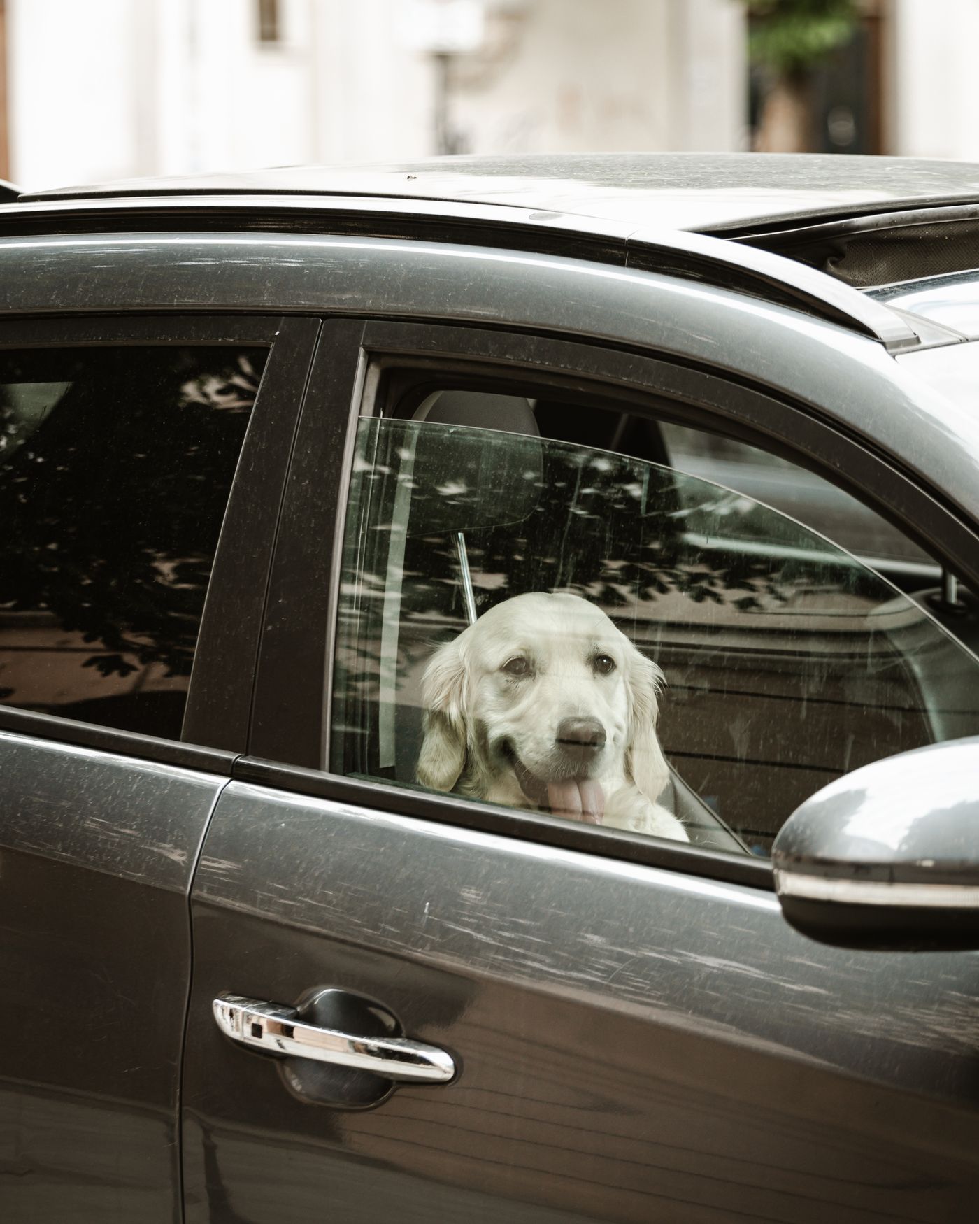 Dog sitting on a car seat, the everyday source of pet hair embedded in upholstery