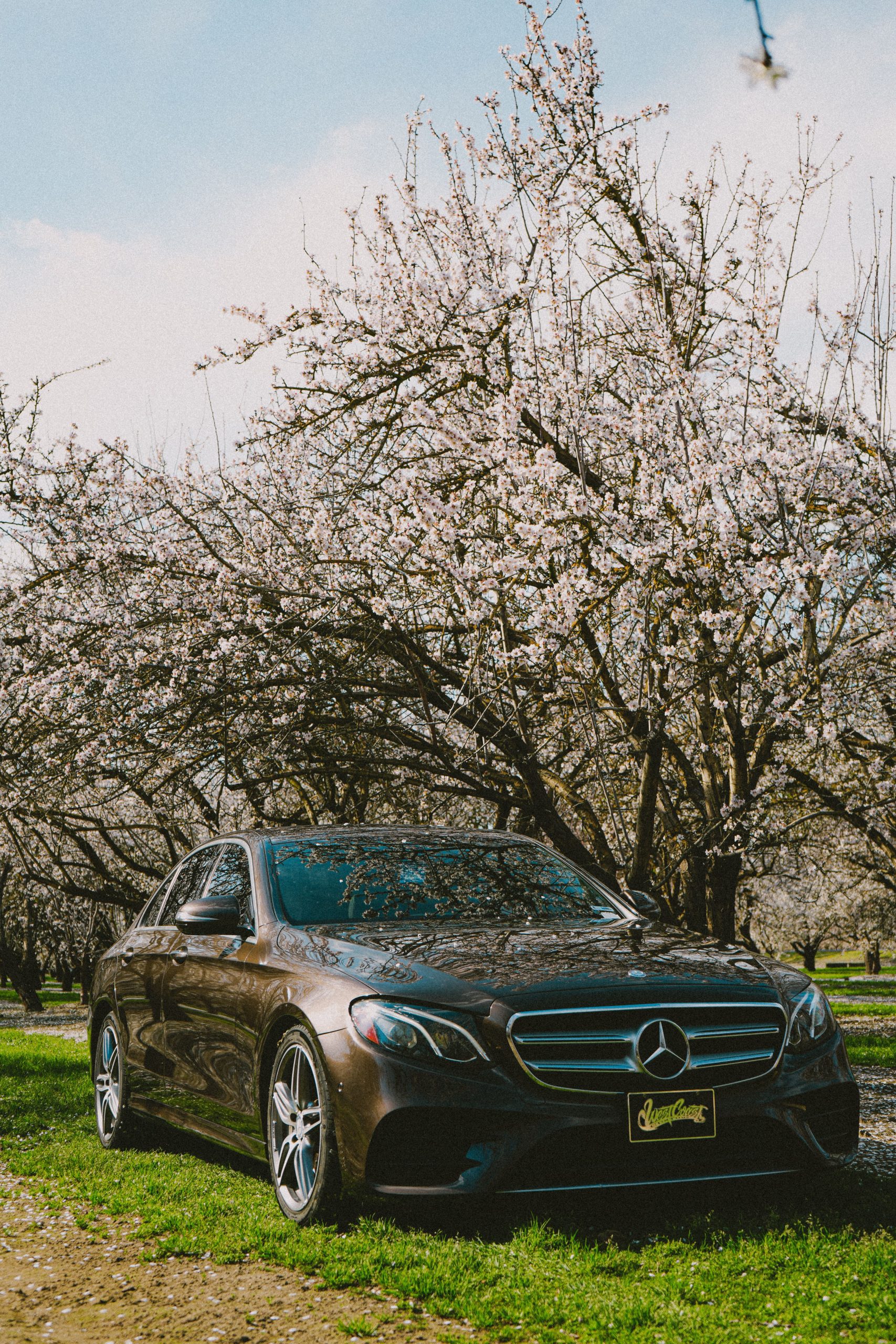 Cherry blossom trees over a Mercedes car