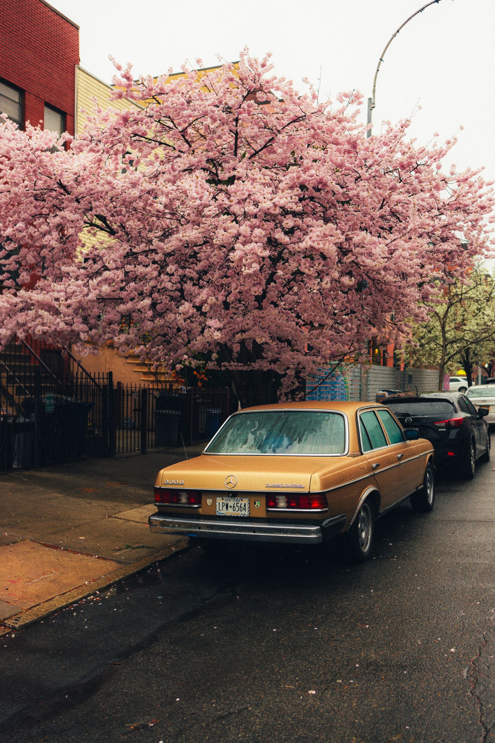 Classic car parked under a blooming cherry tree