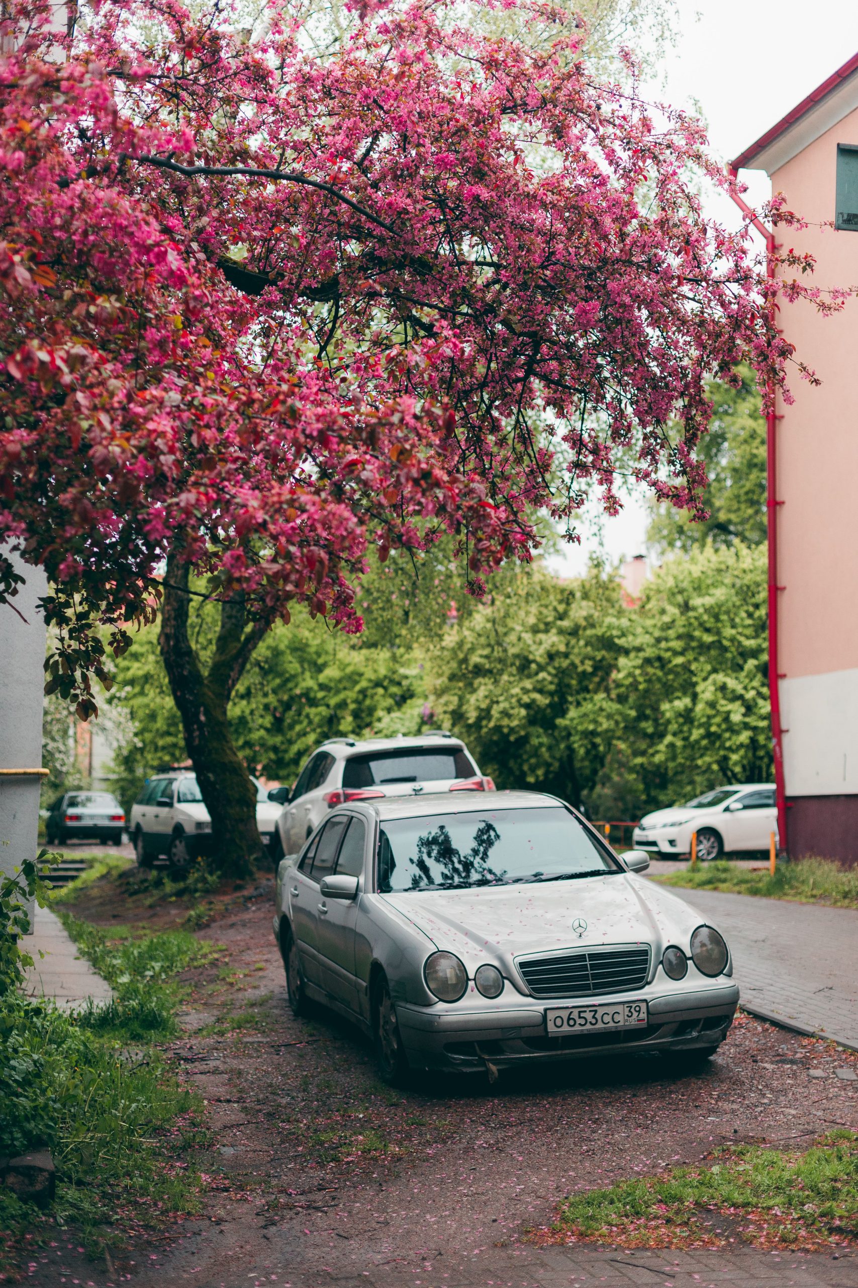 Car parked under a tree